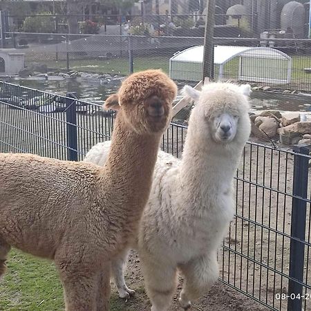 De Dierenweiden Goedereede Luaran gambar